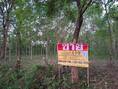 ขายที่ดินราคาถูก 4-0-98 ไร่  ติดถนนลาดยาง  บ้านเมืองบาง  วัดธาตุ  เมืองหนองคาย
