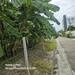 รูปย่อ ขายที่ดินทำเลชินเขต 1 เหมาะสร้างบ้านเดี่ยว ออฟฟิศ ทาวน์โฮม หอพัก หรือเก็งกำไรในอนาคต พื้นที่ 200 ตรว ซอยงามวงศ์วาน 43 แยก 2-7 รูปที่1