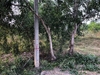 รูปย่อ ขายที่ดิน บางคล้า ฉะเชิงเทรา มี 2 แปลง ติดกัน  รูปที่3