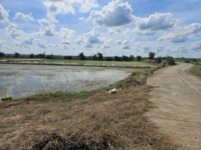 ขายที่เปล่าติดถนนบ้านแพรก จ.อยุธยา ใกล้ศกร.ตำบลสำพะเนียง รูปที่ 1