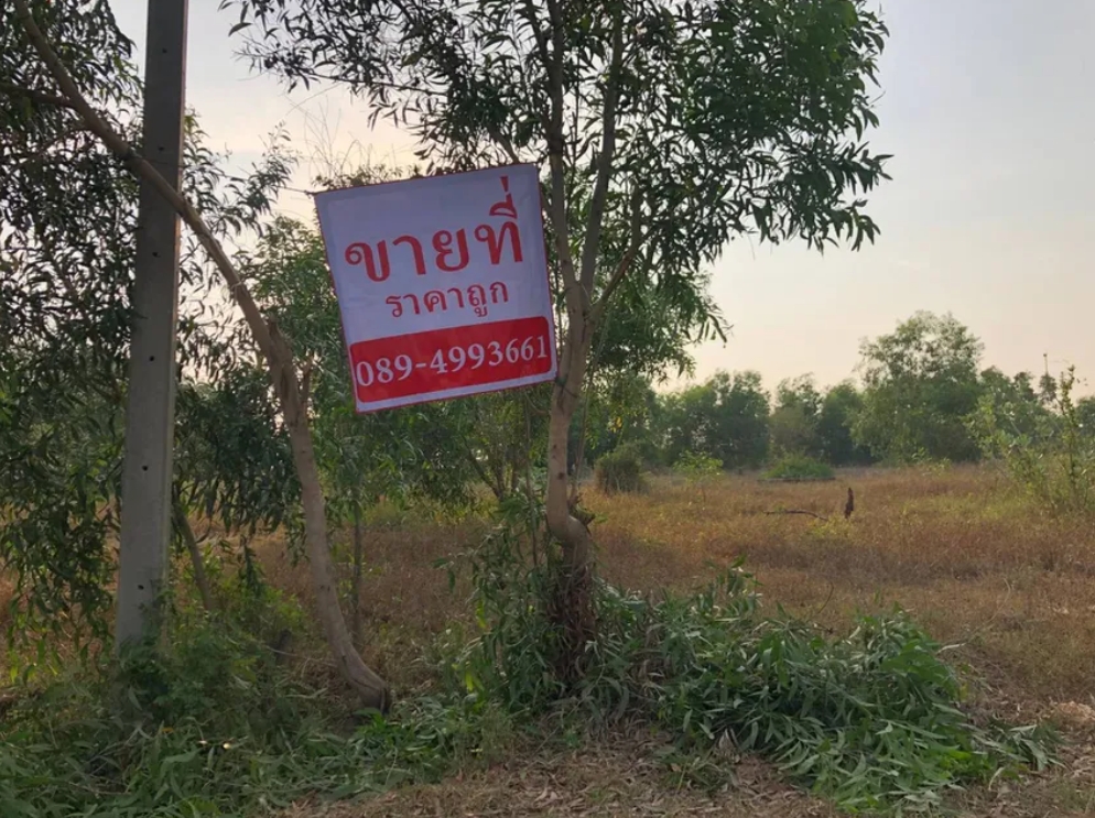 ขายที่ดิน บางคล้า ฉะเชิงเทรา มี 2 แปลง ติดกัน  รูปที่ 3