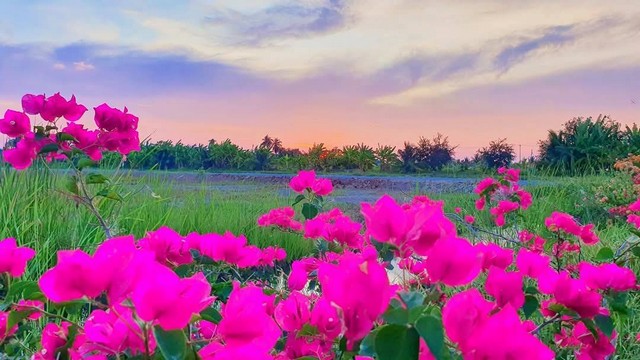 ขายที่ดินไอหนุ่มเมืองเพรช รักเธอเหม็ดใจ ที่ดินสวย มองดูนา เฟส2 รูปที่ 1