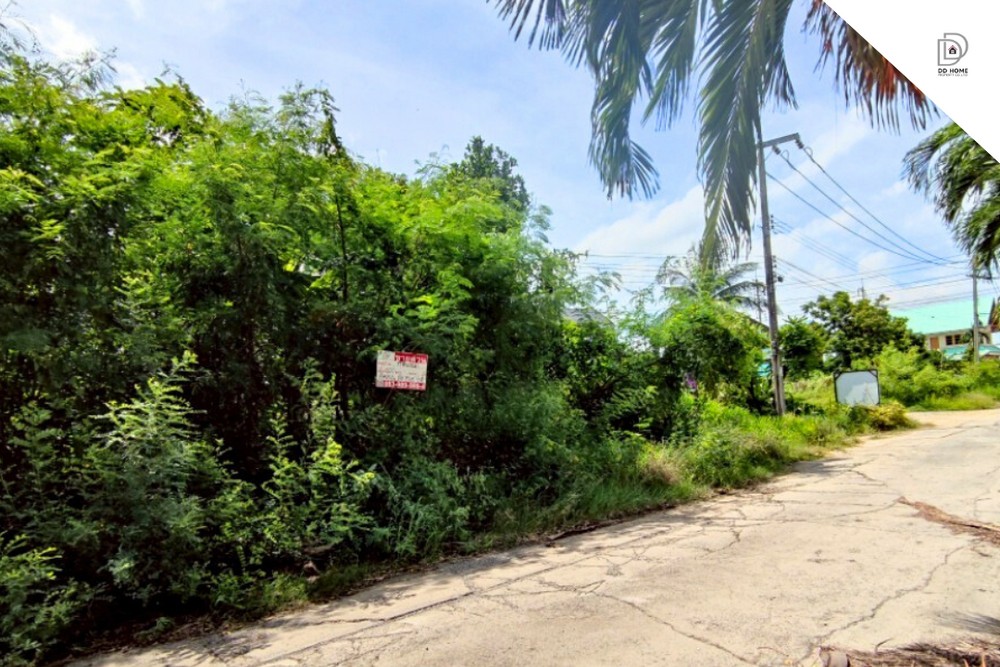 ขายที่ดินเปล่าไทรน้อย ไทรน้อย ใกล้ อบต.ไทรน้อย (DD002067) รูปที่ 3