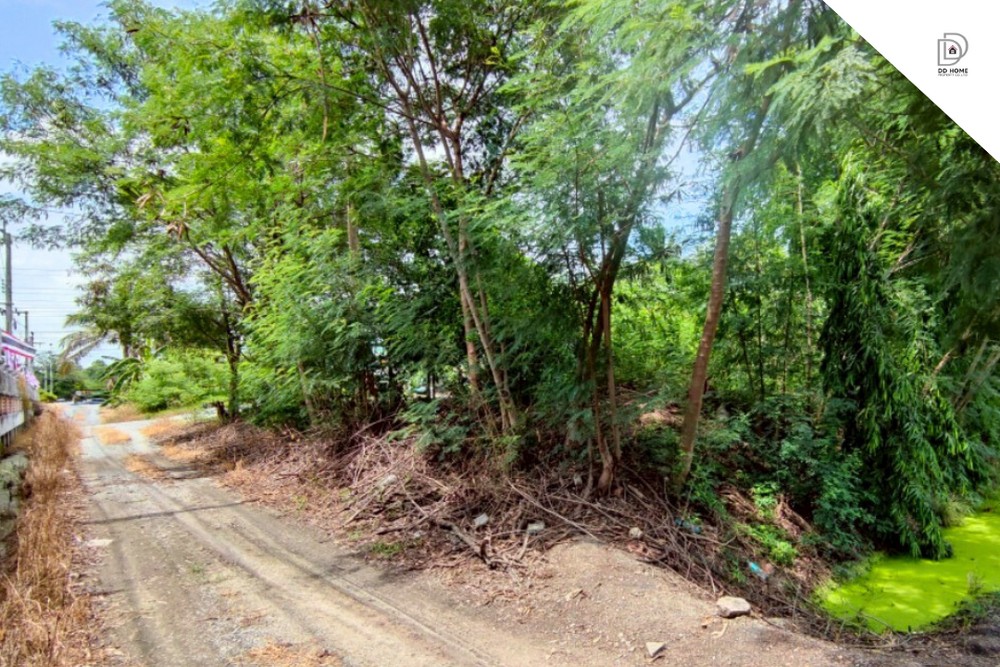 ขายที่ดินเปล่าไทรน้อย ไทรน้อย ใกล้ อบต.ไทรน้อย (DD002067) รูปที่ 5