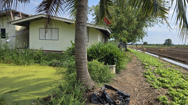 ขายบ้านพร้อมที่ดิน 100 ตร.ว.บ้านปูนชั้นเดียว 2 ห้องนอนทำเลดี  รูปที่ 1