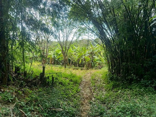 ขายยกแปลงที่ดินติดถนน พร้อมบ้านไม้สัก 1 หลัง วิวดี แม่ออน รูปที่ 1