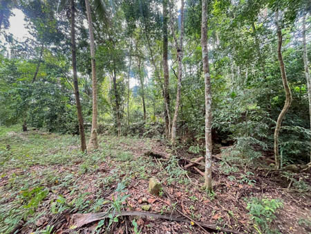 Exclusive Listing 3 Rai Plot in Koh Samui’s Lipa Noi Perfect for Eco-Resort or Luxury Retreat Land Big Plot For Sale in Koh samui  รูปที่ 1