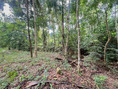 Exclusive Listing 3 Rai Plot in Koh Samui’s Lipa Noi Perfect for Eco-Resort or Luxury Retreat Land Big Plot For Sale in Koh samui 