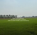 พื้นที่ดิน ขายที่ดินทุ่งนาข้าว ต.ระวิง อ.เมืองเพชรบูรณ์ จ.เพชรบูรณ์ 51-2-87 ไร่  พื้นที่ 51 Rai 2 ngan 87 ตาราง-วา 7800000 บาท ไม่ไกลจาก องค์การบริหารส่วนตำบลระวิง คุ่มค่า