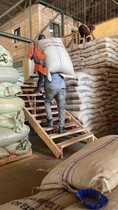 #+27719755564 Green Coffee beans (Arabica Coffee) Grade: AA, A, and AB