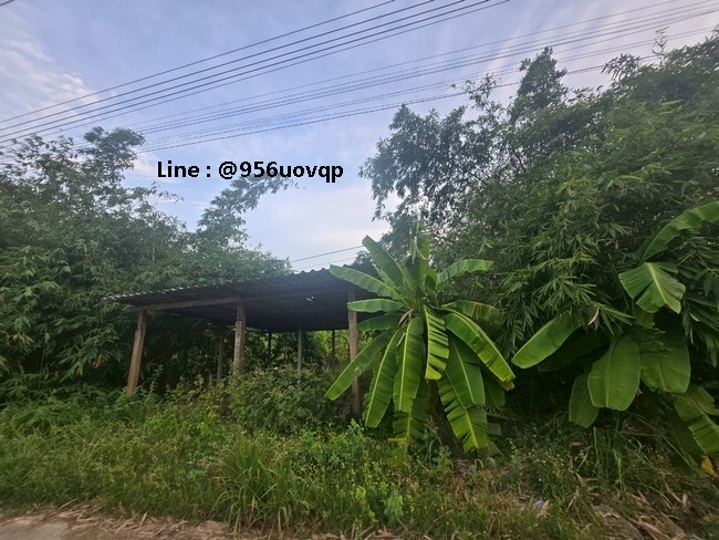 sss502 ขายที่ดินถมแล้ว คลอง 3 คลองหลวง ใกล้วัดธรรมกาย รูปที่ 1