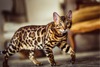 รูปย่อ Snow/Silver/Charcoal/Brown Bengal Kittens WhatsApp: +27842597191 รูปที่1