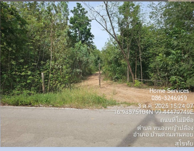 ขายที่ดินพร้อมบ้าน 1 หลัง 320 ไร่ ถ.ตาก-สุโขทัย (ทล.หมายเลข 12) ต.หนองหญ้าปล้อง อ.บ้านด่านลานหอย สุโขทัย ปลูกไม้ยูคา ใกล้รร.หนองหญ้าปล้อง         รูปที่ 3