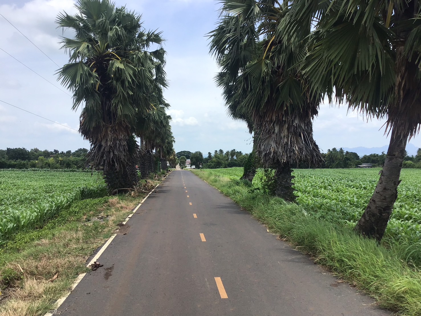 ขายที่ดิน โฉนดครุฑแดง ขนาด 48 ไร่  รูปที่ 6