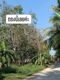ขายที่สวนยางยกแปลง โฉนดครุฑแดง 5 ไร่ 30 ตารางวา ประจวบคีรีขันธ์