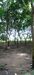 รูปย่อ ที่ดินแปลงใหญ่ พร้อมสวนยาง อำเภอสอยดาว จันทบุรี 58-3-30 ไร่ รูปที่2