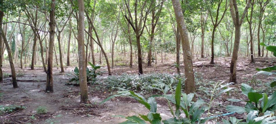 ที่ดินแปลงใหญ่ พร้อมสวนยาง อำเภอสอยดาว จันทบุรี 58-3-30 ไร่ รูปที่ 5