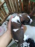 ลูกบางเเก้ว