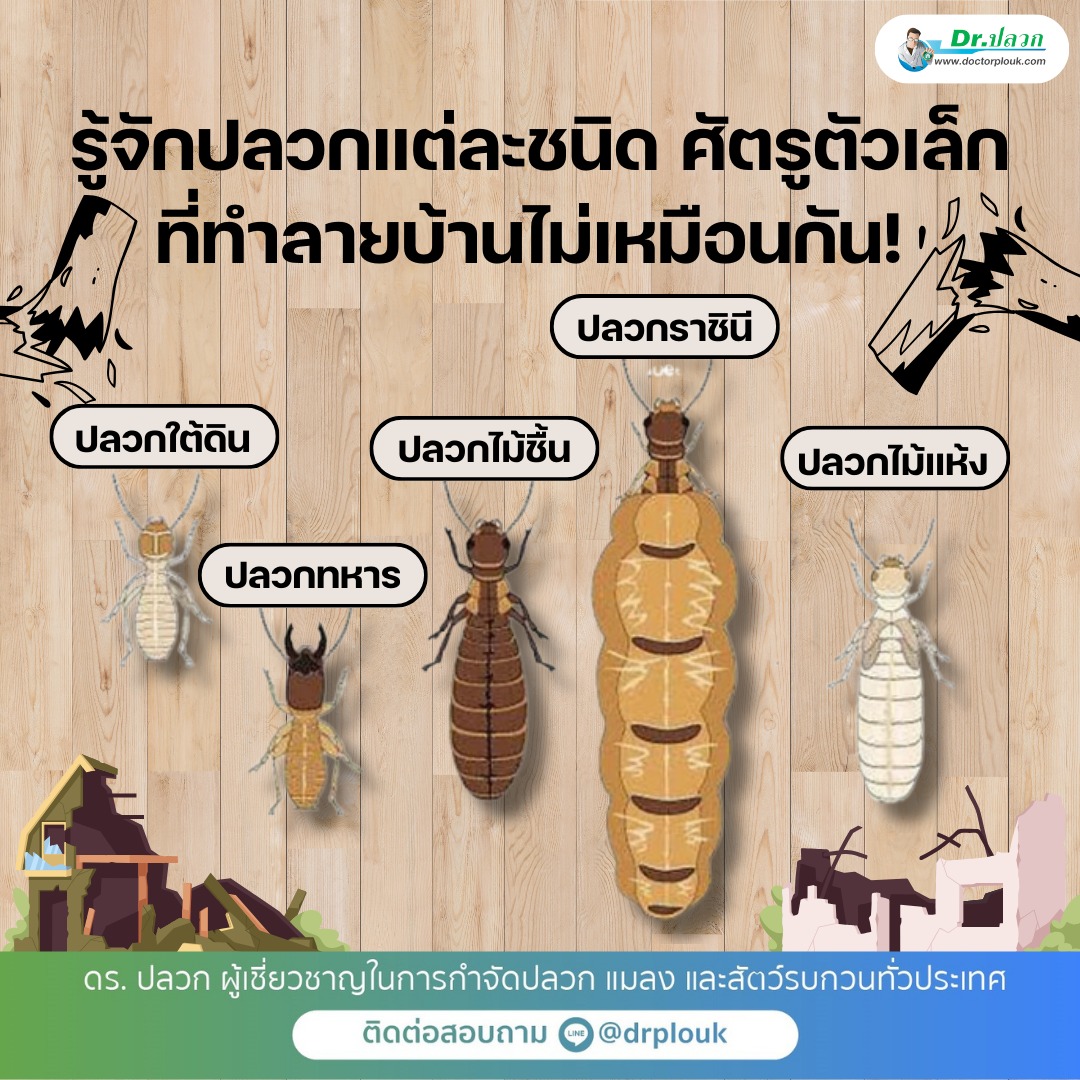 รูปภาพ รู้จักปลวกแต่ละชนิด! ศัตรูตัวเล็กที่ทำลายบ้านไม่เหมือนกัน“Dr.ปลวก