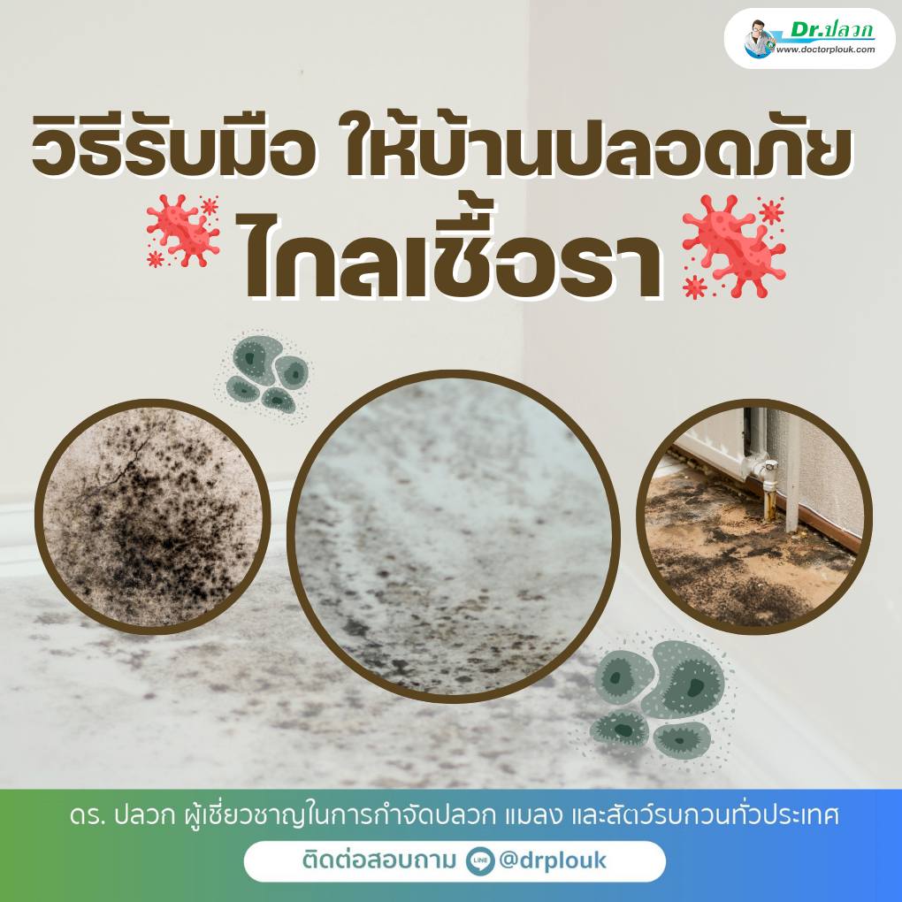 รูปภาพ วิธีรับมือ! ให้บ้านปลอดภัย ไกลเชื้อรา“Dr.ปลวก