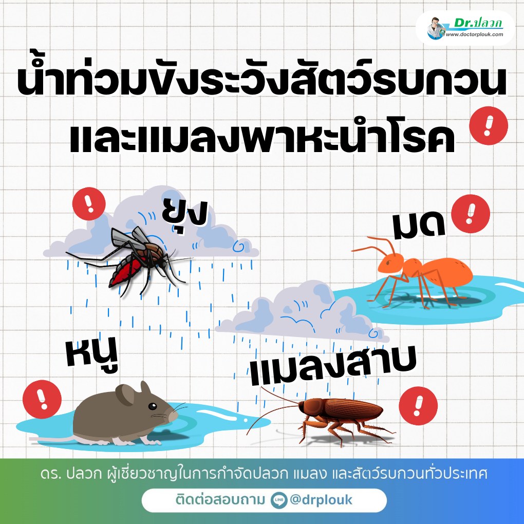 รูปภาพ น้ำท่วมขัง! ระวังสัตว์รบกวนและแมลงพาหะนำโรค“Dr.ปลวก