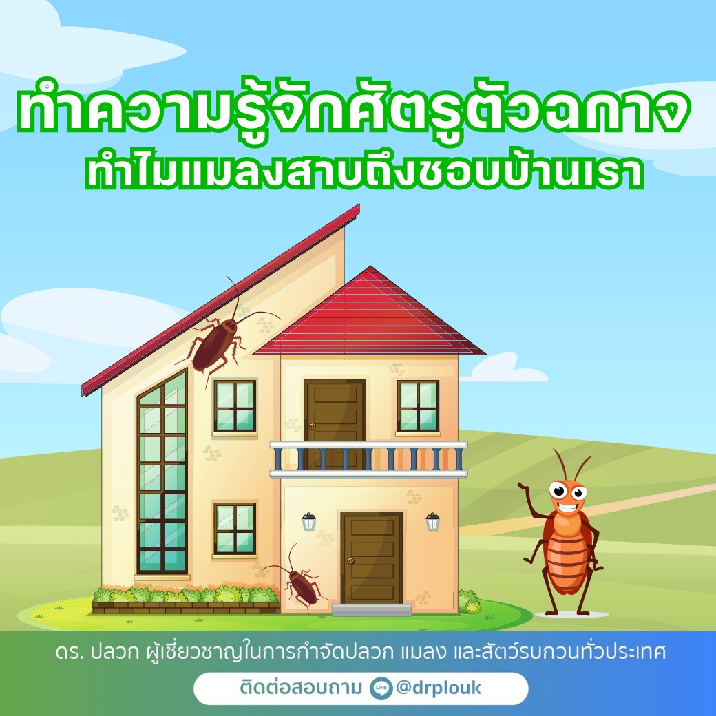 รูปภาพ ทำความรู้จักศัตรูตัวฉกาจ! ทำไมแมลงสาบถึงชอบบ้านเรา“Dr.ปลวก