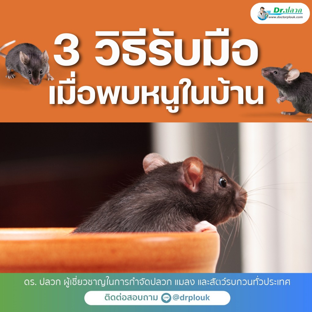รูปภาพ 3 วิธีรับมือ! เมื่อพบหนูในบ้าน“Dr.ปลวก