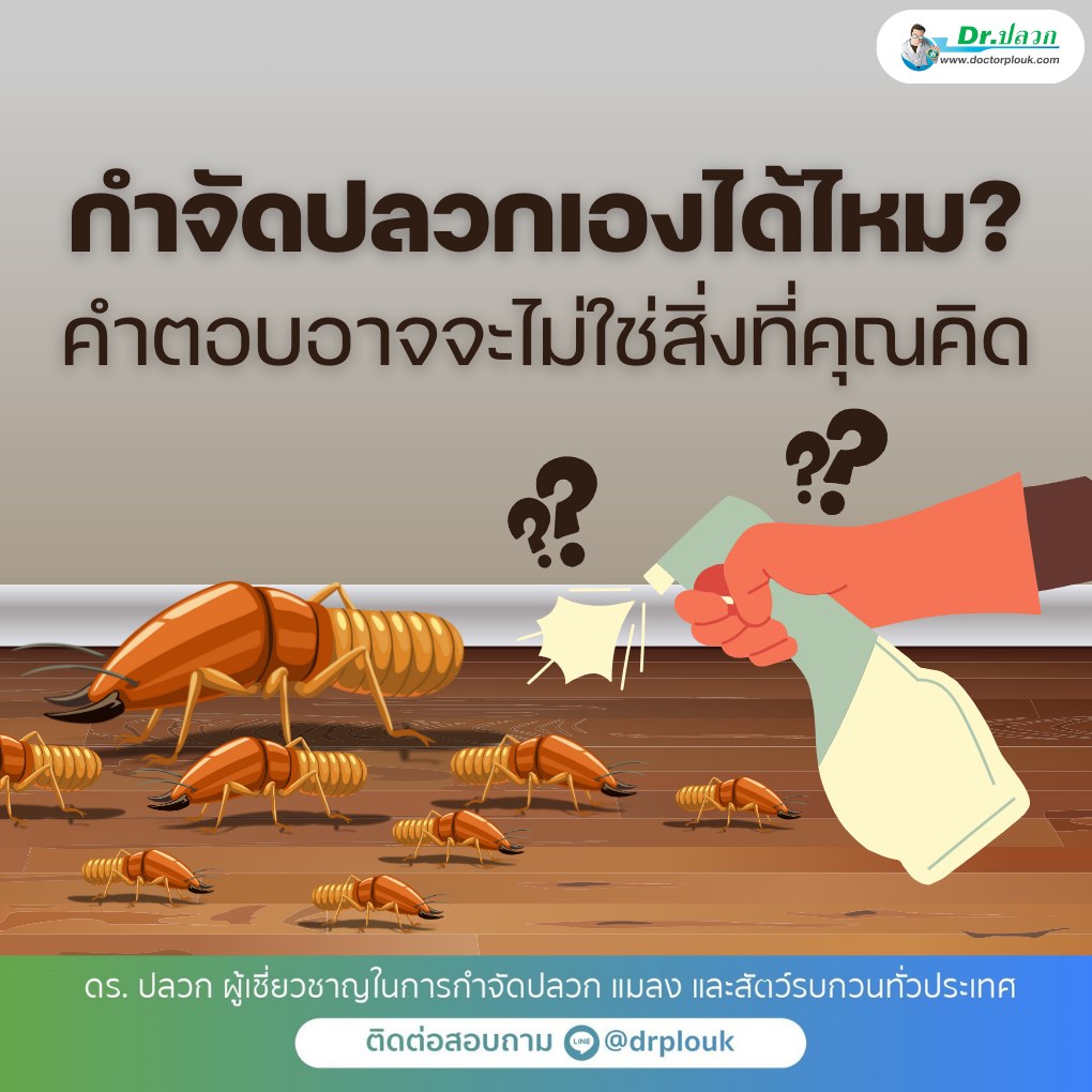 รูปภาพ กำจัดปลวกเองได้ไหม? คำตอบอาจจะไม่ใช่สิ่งที่คุณคิด!“Dr.ปลวก