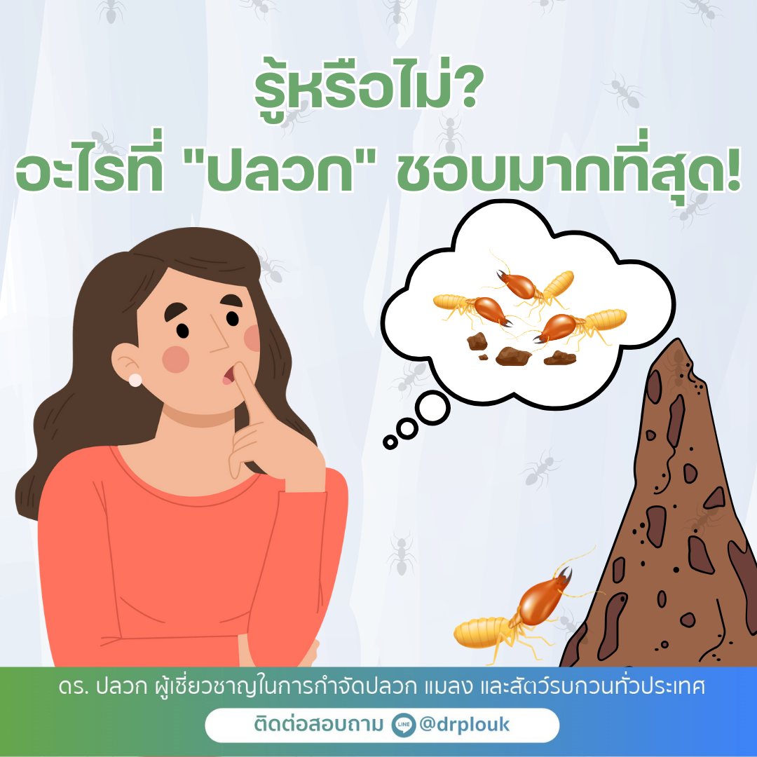 รูปภาพ รู้หรือไม่! อะไรที่ปลวกชอบมากที่สุด?“Dr.ปลวก