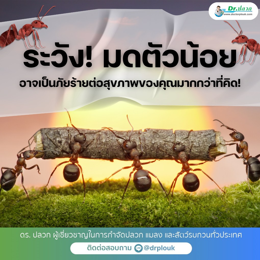 รูปภาพ ระวังมดตัวน้อย! อาจเป็นภัยร้ายต่อสุขภาพของคุณมากกว่าที่คิด!“Dr.ปลวก