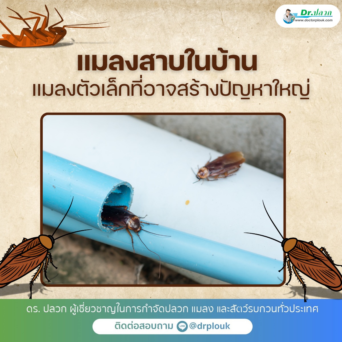 รูปภาพ แมลงสาบในบ้าน! แมลงตัวเล็กที่อาจสร้างปัญหาใหญ่“Dr.ปลวก