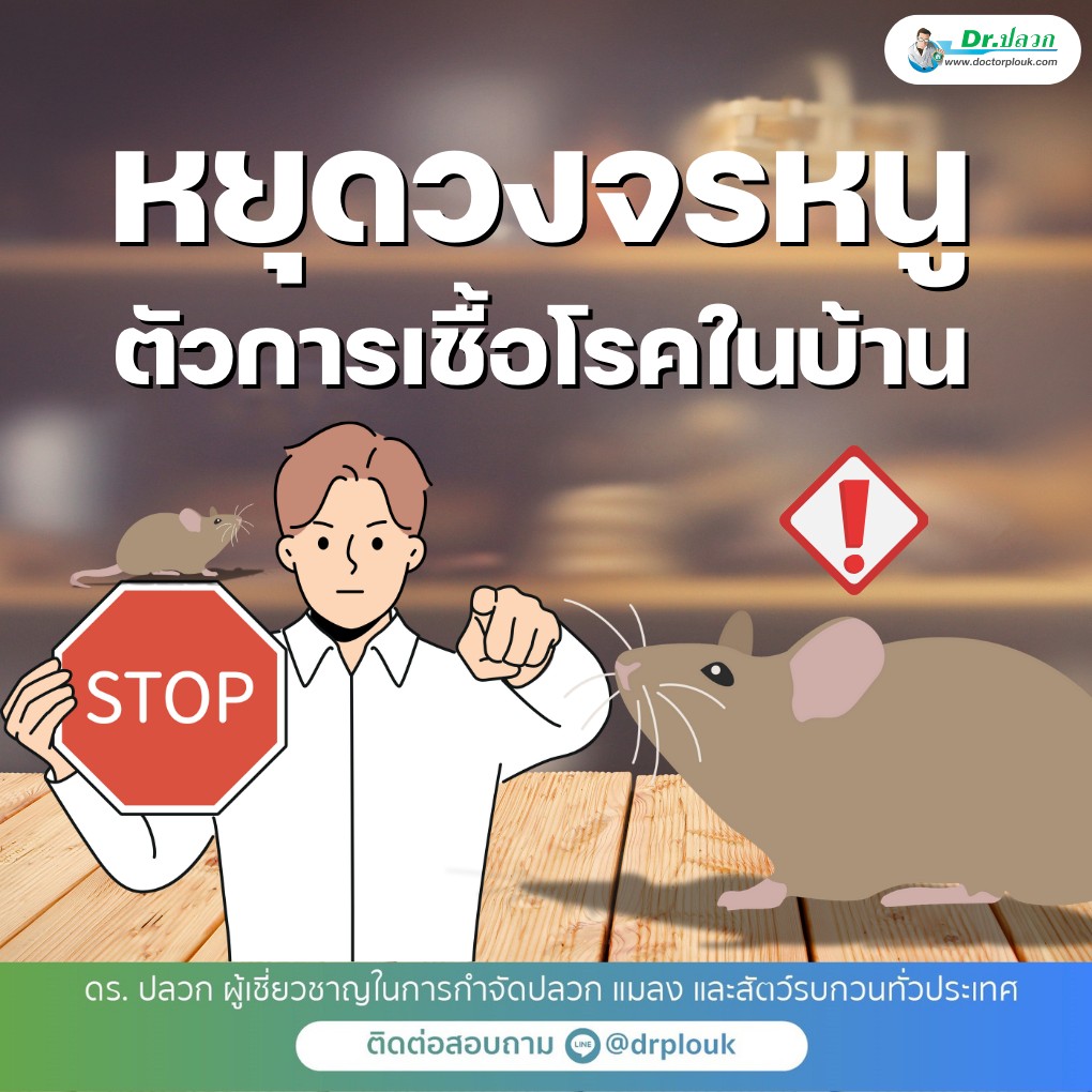 รูปภาพ หยุดวงจรหนู! ตัวการเชื้อโรคในบ้าน“Dr.ปลวก