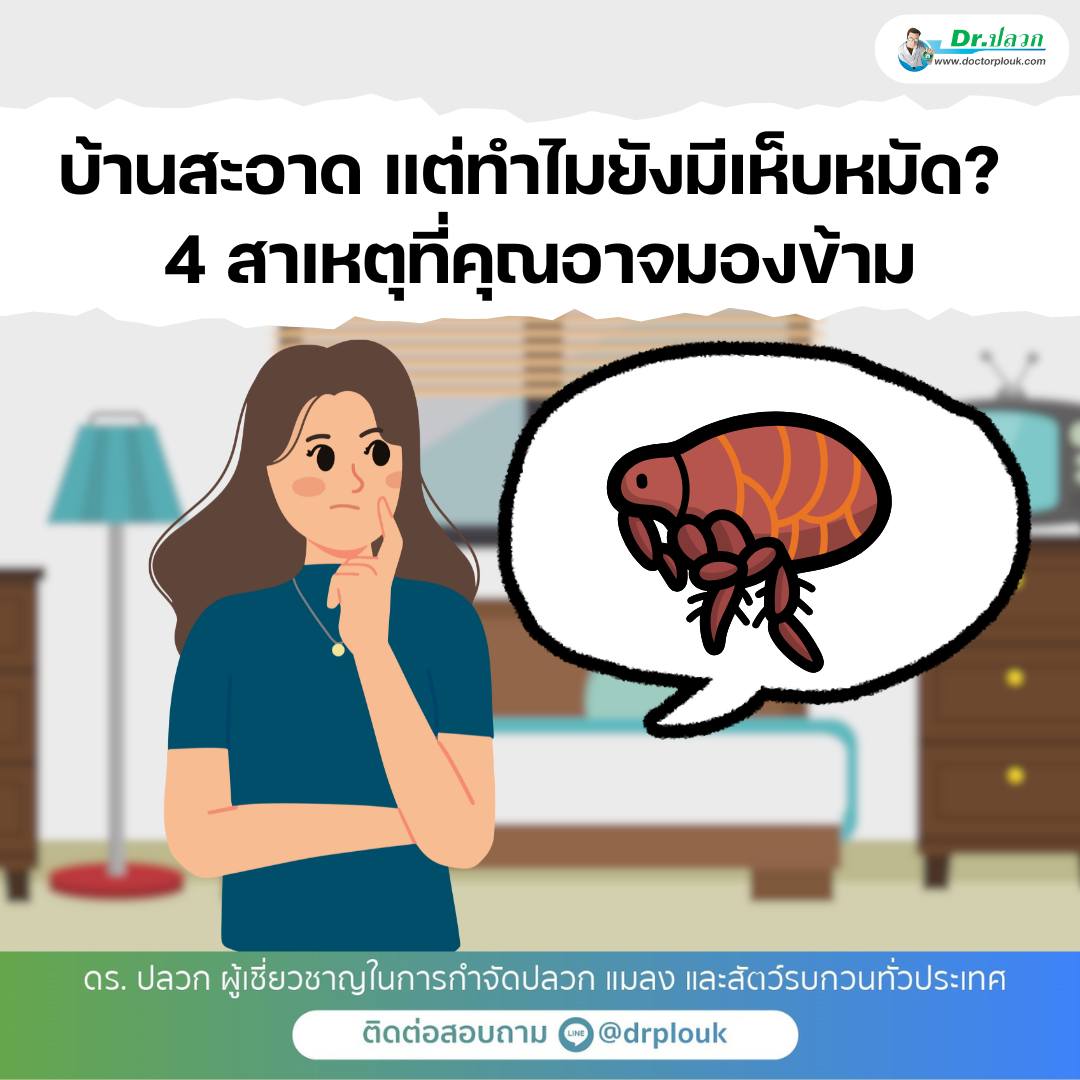 รูปภาพ บ้านสะอาดแต่ทำไมยังมีเห็บหมัด? 4 สาเหตุที่คุณอาจมองข้าม!“Dr.ปลวก