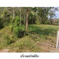 ขายที่ดินว่างเปล่า ถนน เลียบคลองชลประทานสายใหญ่ฝั่งขวา ตำบล ละมอ อำเภอ นาโยง จังหวัด ตรัง