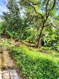 ขายที่ดิน 2 แปลง 121 ตร.ว สุขุมวิท 101/1 ในซอยวชิรธรรมสาธิต51 ที่ดินสวยเหมาะสร้างบ้าน ทาวน์เฮ้าส์ ทาวน์โฮม ฯลฯ