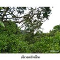 ขายที่ดินติดทะเล  ถนน แหลมปากคลอง ตำบล พรุใน อำเภอ เกาะยาว จังหวัด พังงา