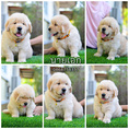 ขายลูกโกลเด้นแท้-ลูกโกลเด้นรีทรีฟเวอร์ พร้อมส่งลูกค้า กรุงเทพฯ,นนทบุรี,ปทุมธานี,สมุทรปราการ,ชลบุรี,ระยอง,โคราช,สระบุรี,ฉะเชิงเทรา,นครนายก ฯลฯ