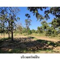 ขายที่ดินว่างเปล่า ถนน กลิ่นจันทร์ ตำบล สามแยก อำเภอ เลิงนกทา จังหวัด ยโสธร