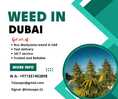 SIGNAL-talasapo.11, W.A+971551403898, TELEGRAM-talasapo | can i buy weed in dubai