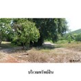 ขายบ้านเดี่ยว ถนน สายบ้านธาตุ-ปากร่วม (ทล.2108) ตำบล ธาตุ อำเภอ เชียงคาน จังหวัด เลย