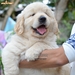 รูปย่อ ขายลูกโกลเด้นแท้ ลูกโกลเด้นรีทรีฟเวอร์ พร้อมส่งลูกค้า กรุงเทพฯ นนทบุรี ปทุมธานี สมุทรปราการ ชลบุรี ระยอง โคราช สระบุรี ฉะเชิงเทรา นครนายก ฯลฯ รูปที่1