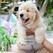 รูปย่อ ขายลูกโกลเด้นแท้ ลูกโกลเด้นรีทรีฟเวอร์ พร้อมส่งลูกค้า กรุงเทพฯ นนทบุรี ปทุมธานี สมุทรปราการ ชลบุรี ระยอง โคราช สระบุรี ฉะเชิงเทรา นครนายก ฯลฯ รูปที่2