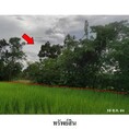 ขายที่ดินว่างเปล่า ถนน นิตโย (ทล.22) ตำบล เชียงเครือ อำเภอ เมืองสกลนคร จังหวัด สกลนคร