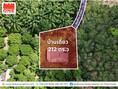 ที่ดินสวนยาง พร้อมบ้านเดี่ยว เนื้อที่รวม 3-2-62.6 ไร่ อ.ลานสกา 