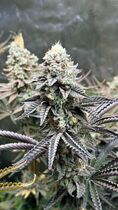 #Where to Buy Cannabis, Pills and Cocaine, telegram(@The1010Boys_DM) or signal(the1010boys_DM.09) Snapchat: (the1010boysteam)