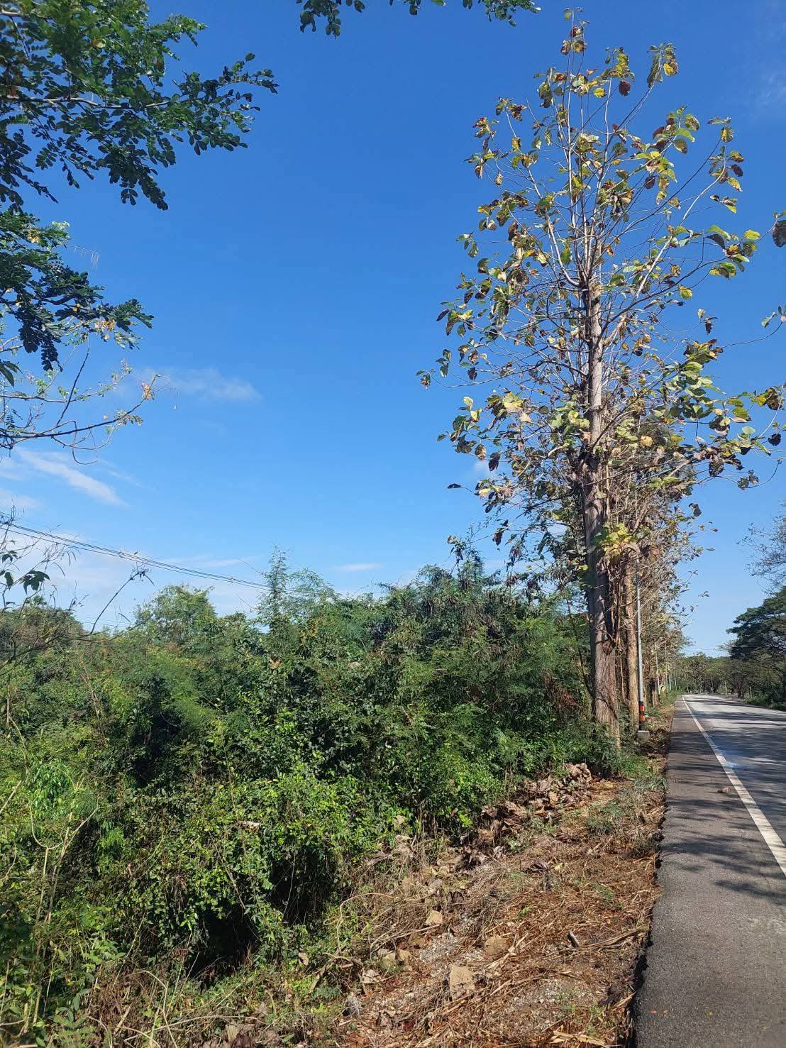 ขายที่ดินเปล่า ทำเลดี กำแพงดิน​ อ.สามง่าม​ จ.พิจิตร รูปที่ 3