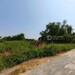 รูปย่อ ขายที่ดินเปล่าสุขทวี บรมราชชนนี ถนนศาลาธรรมสพน์ (DD002392) รูปที่4