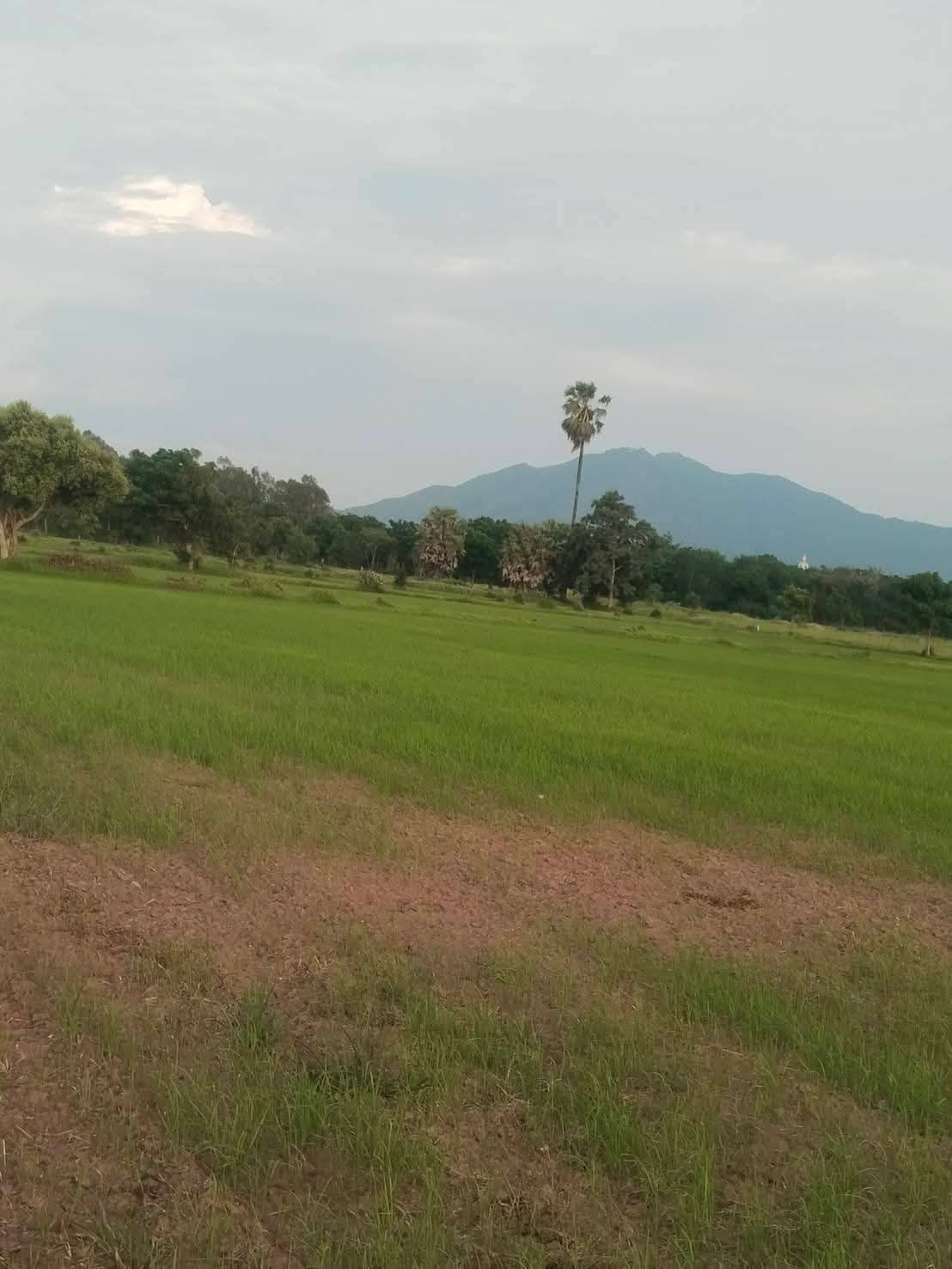 ขายถูกมาก!! ที่ดิน 25 ไร่ วิวภูเขา ติดถนน อ.โคกสำโรง จ.ลพบุรี ใกล้ถนนพหลโยธิน โลตัส ตัวเมืองลพบุรี รูปที่ 4