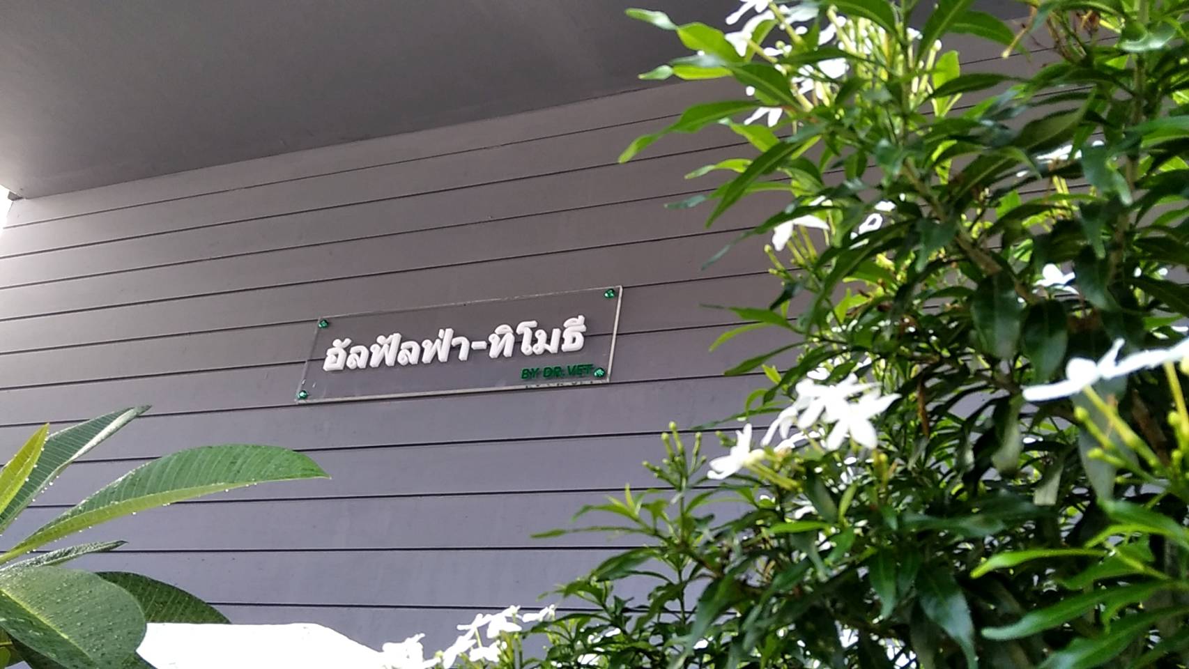 อัลสับร่อนฝุ่น สวย เขียว หอม ฝุ่นน้อยมาก อัลฟัลฟ่าสับ เกรดพรีเมี่ยม ร่อนฝุ่น จากออสเตรเลีย โปรตีนสูง18% สุดยอดอัลฟัลฟ่าสำหรับพ่อ-แม่พันธุ์ ลูกสัตว์วัยเจริญเติบโต แม่สัตว์ตั้งท้อง หรืออยู่ระหว่างให้นมลูก อาหารหลักในม้าแข่ง กระต่ายพันธุ์ โคนม แพะนม เต่าพันธุ์ 1กส+ส่ง/1800.- 2กส+ส่ง/3550.- 3กส+ส่ง/5300.- 4กส+ส่ง/7000.- 5กส+ส่ง/8650.- 6กส+ส่ง/10200.- 1-10กสๆละ1600.- 11-50กสๆละ1500.- หมอเล็ก 0830940708/0892009591 รูปที่ 3