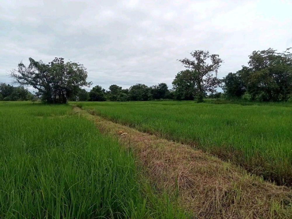 ที่ดินสวยราคาดี โนนสัง หนองบัวลำภู พื้นที่ 43-2-18 ไร่ รูปที่ 5